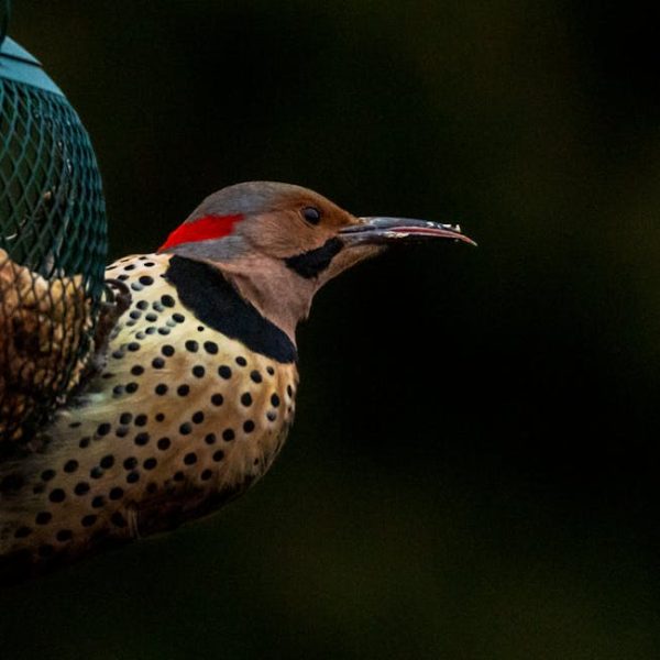 A Northern Flicker woodpecker with a spotted chest and red neck patch perches on a green wire bird feeder against a dark background.