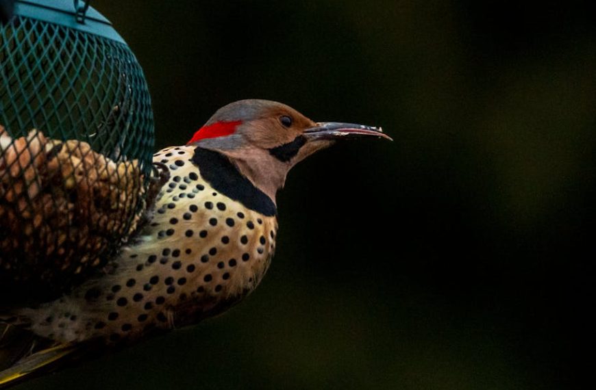 A Northern Flicker woodpecker with a spotted chest and red neck patch perches on a green wire bird feeder against a dark background.