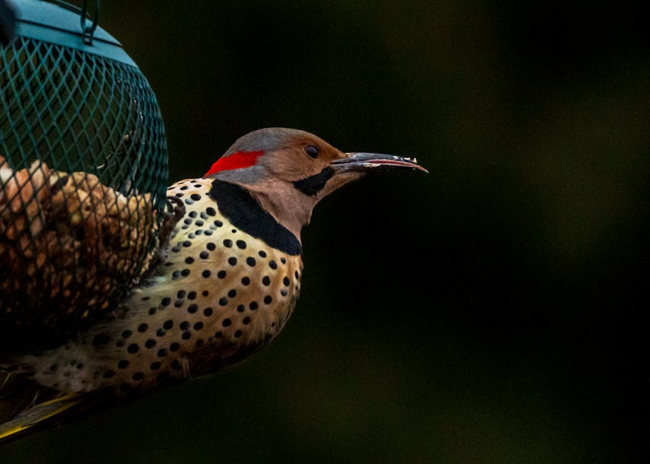 A Northern Flicker woodpecker with a spotted chest and red neck patch perches on a green wire bird feeder against a dark background.