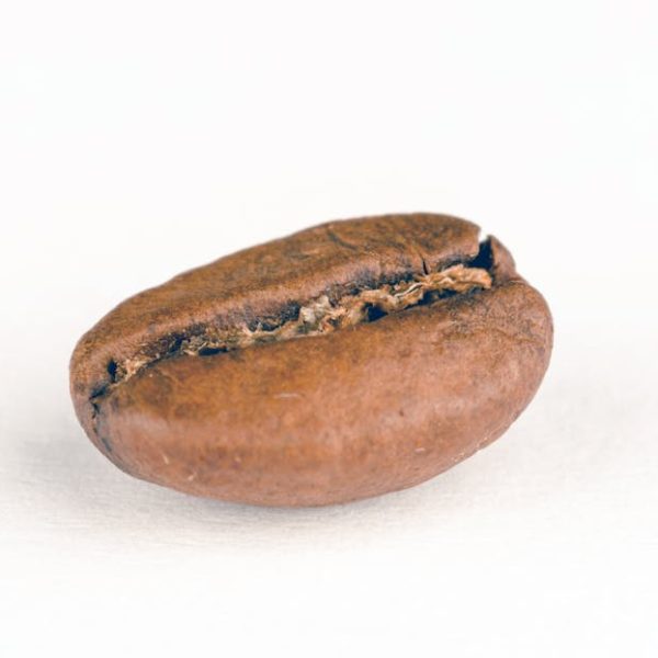 Close-up of a single roasted coffee bean on a white background.