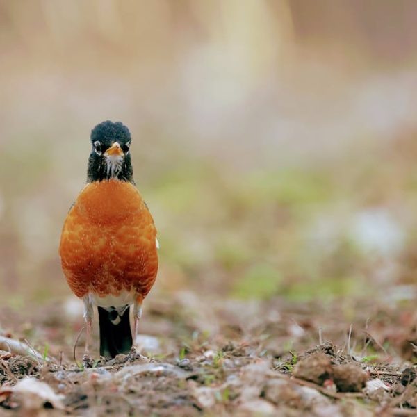 An American Robin with an orange belly and dark head stands on the ground, surrounded by brown soil and blurred vegetation in the background.