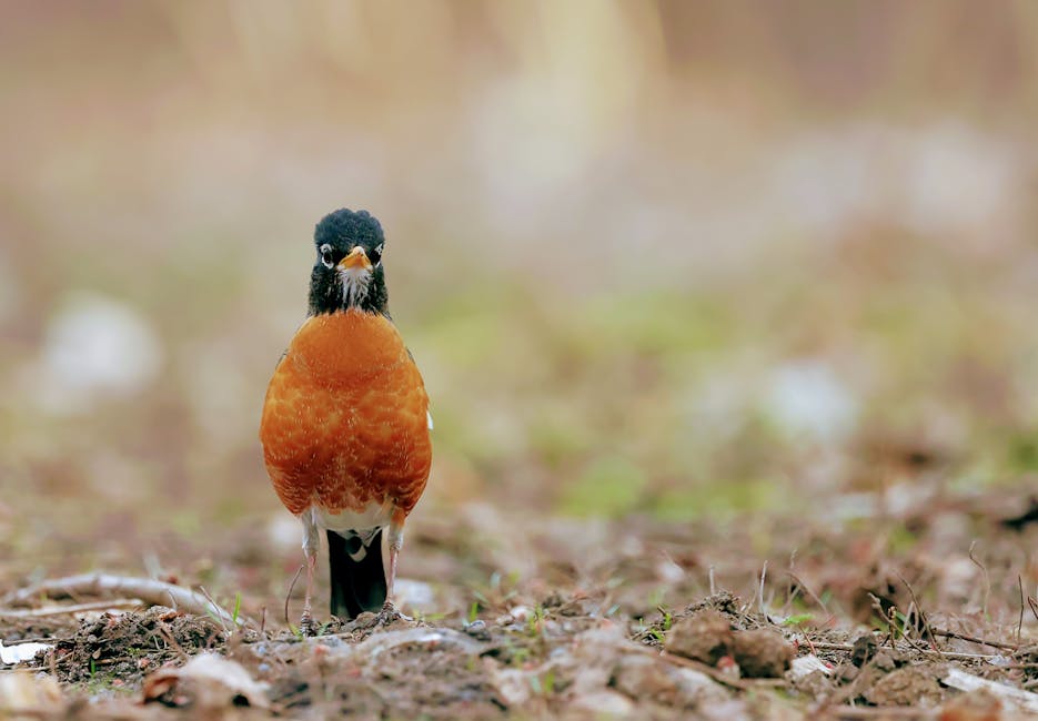 An American Robin with an orange belly and dark head stands on the ground, surrounded by brown soil and blurred vegetation in the background.
