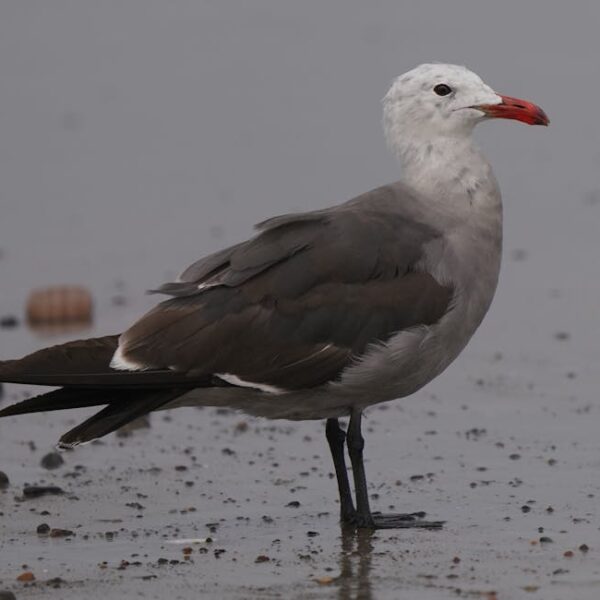 A gull with a white head, dark gray body, and red bill stands on wet sand near water, surrounded by small pebbles.