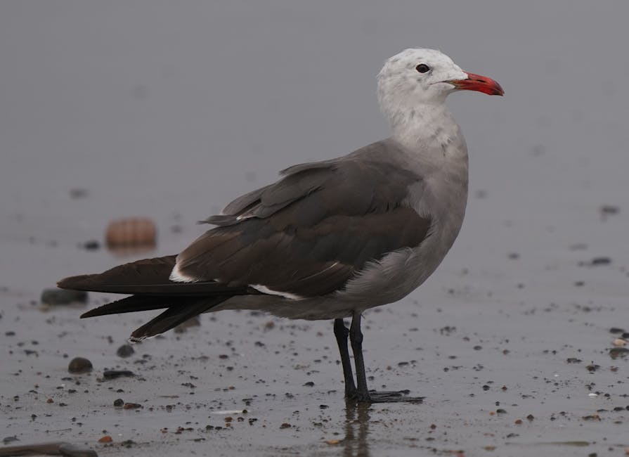 A gull with a white head, dark gray body, and red bill stands on wet sand near water, surrounded by small pebbles.