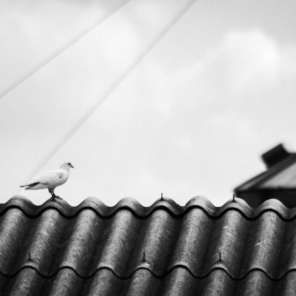 A bird stands on the wavy tiles of a rooftop, with blurred industrial structures and a cloudy sky in the background.