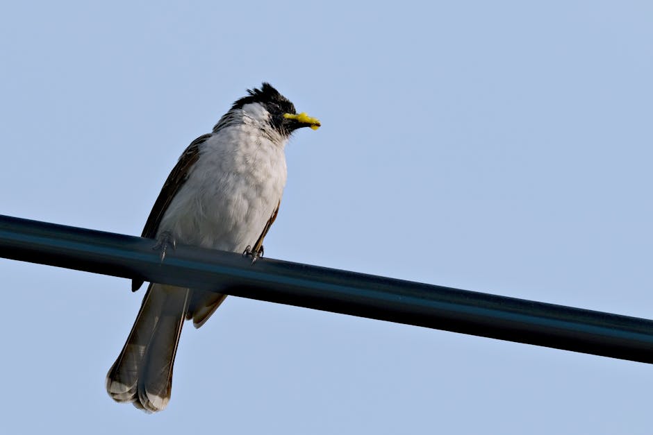 A small black and white bird with a yellow beak is perched on a black cable against a clear blue sky.