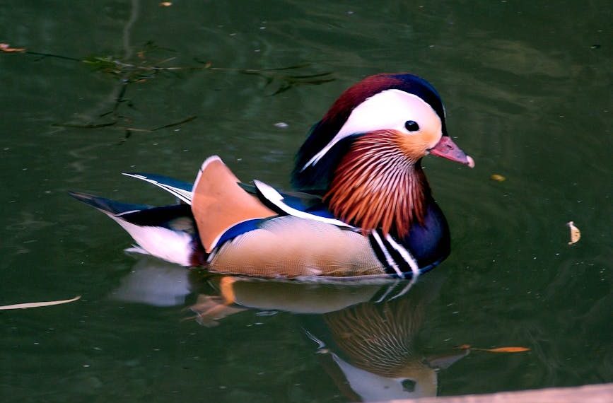 A mandarin duck with colorful plumage swims on green water, showing its reflection.