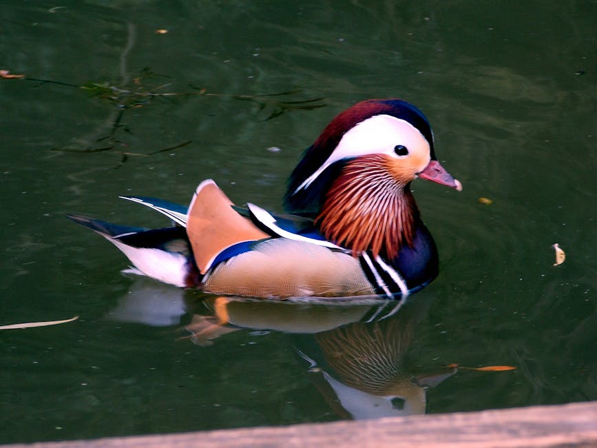 A mandarin duck with colorful plumage swims on green water, showing its reflection.