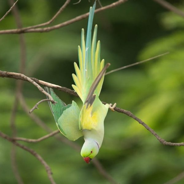 A green parrot with a red beak hangs upside down from a thin tree branch against a blurred green background.