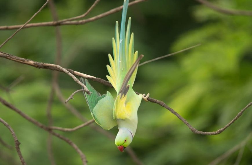 A green parrot with a red beak hangs upside down from a thin tree branch against a blurred green background.