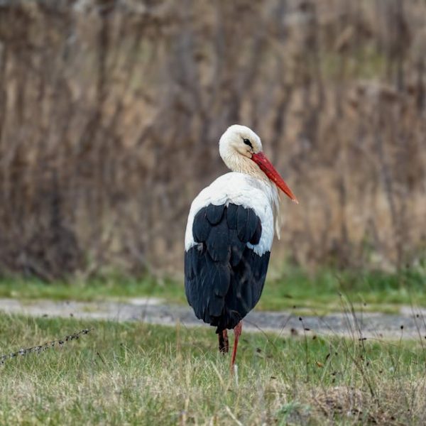 A white stork with a long red beak stands on grass with dry, brown vegetation in the background.