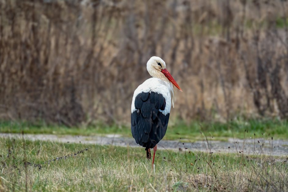 A white stork with a long red beak stands on grass with dry, brown vegetation in the background.