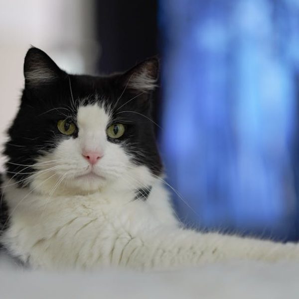 A black and white cat with yellow eyes lies on a white surface, looking towards the camera, with a blurred blue and white background.
