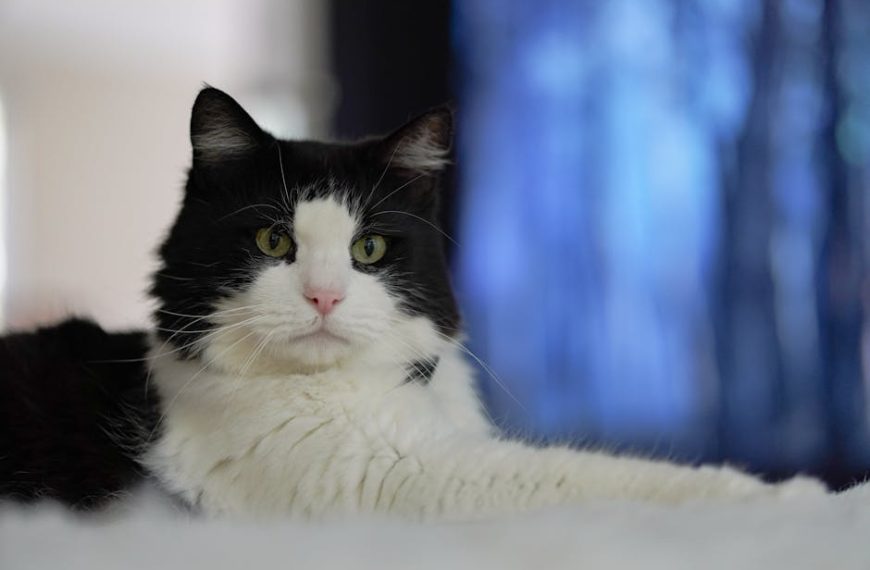 A black and white cat with yellow eyes lies on a white surface, looking towards the camera, with a blurred blue and white background.