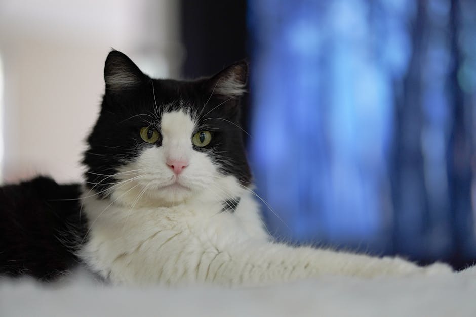 A black and white cat with yellow eyes lies on a white surface, looking towards the camera, with a blurred blue and white background.