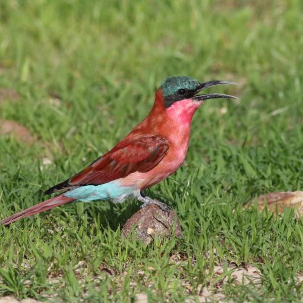 A colorful bird with red, turquoise, and green plumage perched on a rock in grassy terrain, facing right with its beak open.