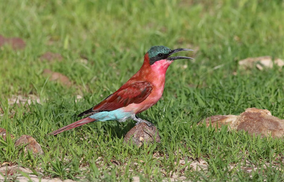 A colorful bird with red, turquoise, and green plumage perched on a rock in grassy terrain, facing right with its beak open.