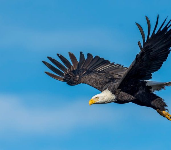 A bald eagle with outstretched wings soars through a clear blue sky.