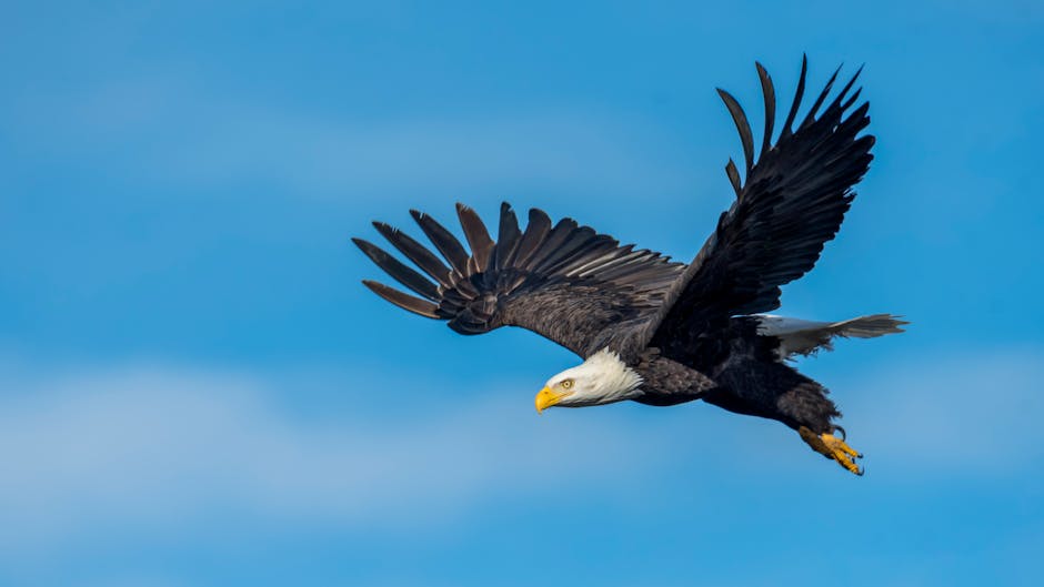 A bald eagle with outstretched wings soars through a clear blue sky.
