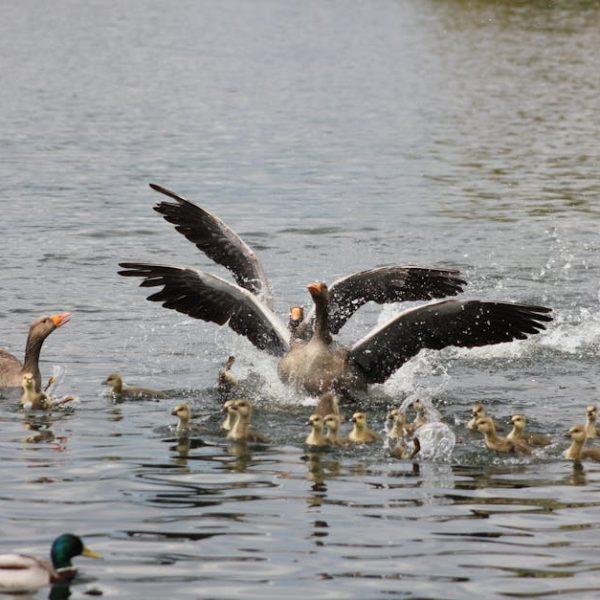 A group of adult geese with goslings swim in a pond, while two geese flap their wings and splash water. A duck is visible in the foreground.