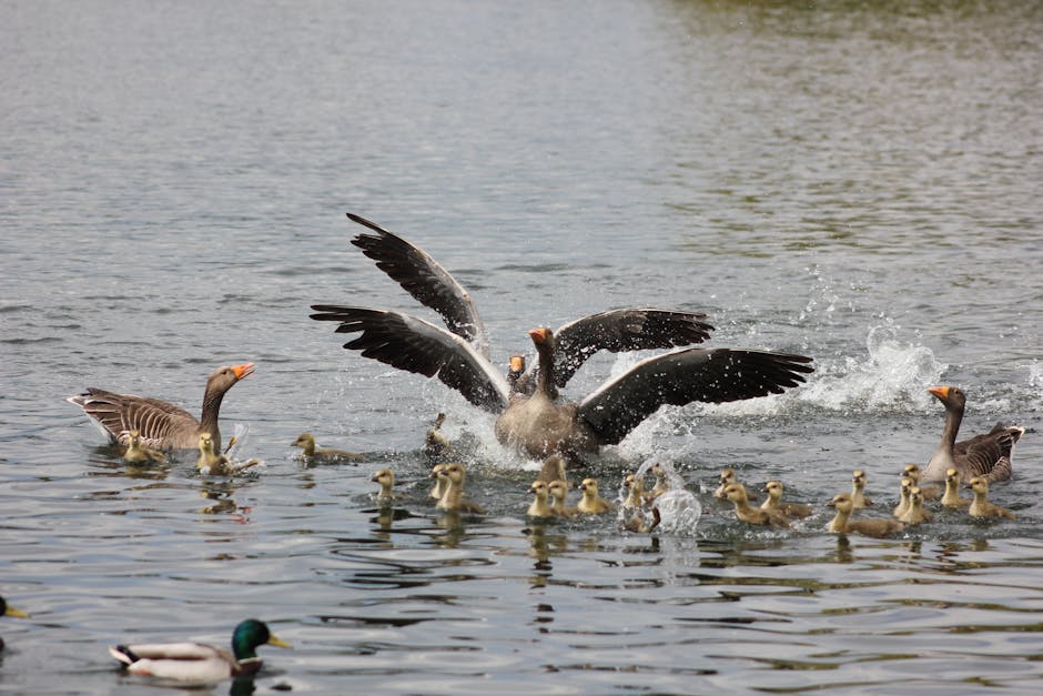 A group of adult geese with goslings swim in a pond, while two geese flap their wings and splash water. A duck is visible in the foreground.