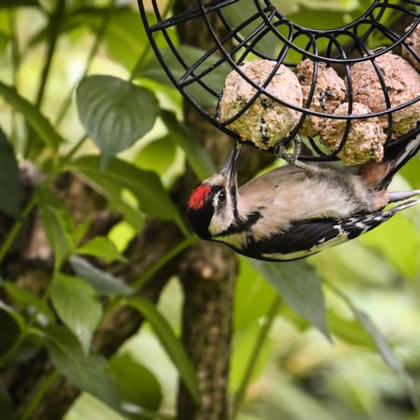 A woodpecker with a red crown feeds upside down from a suet ball feeder in a leafy outdoor setting.