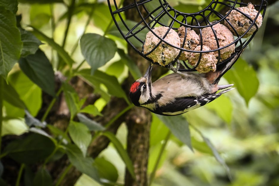 A woodpecker with a red crown feeds upside down from a suet ball feeder in a leafy outdoor setting.