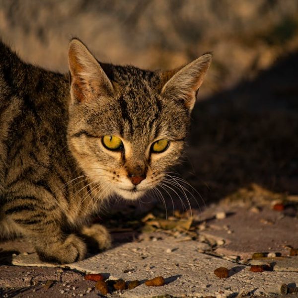 A tabby cat crouches on a paved surface outdoors, looking directly at the camera. Another cat is partially visible on the right side of the image.