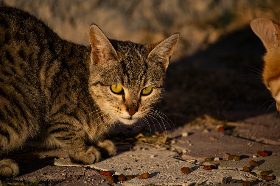 A tabby cat crouches on a paved surface outdoors, looking directly at the camera. Another cat is partially visible on the right side of the image.