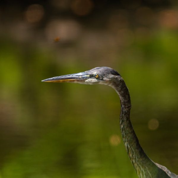 Close-up of a heron standing near water, with a green blurred background.