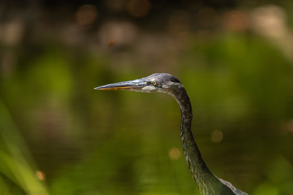 Close-up of a heron standing near water, with a green blurred background.