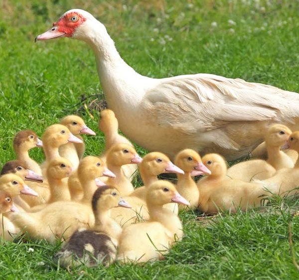 A white adult duck stands on grass surrounded by a group of yellow ducklings.