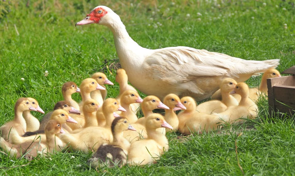 A white adult duck stands on grass surrounded by a group of yellow ducklings.