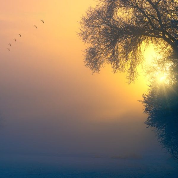 Sun rises behind frosty trees on a foggy morning, casting a golden glow. A small flock of birds flies in the distance against the yellow and blue sky.