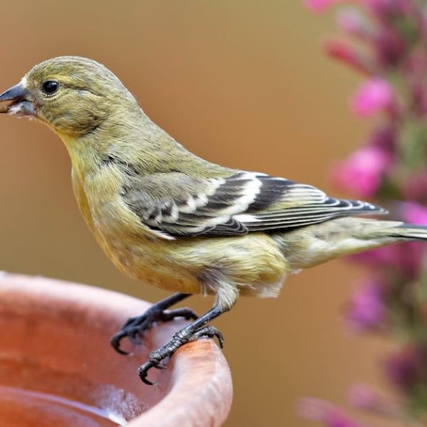 A small yellow and brown bird perched on the rim of a terracotta birdbath with pink flowers in the blurred background.