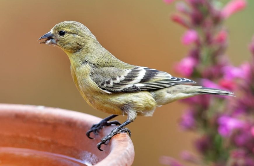A small yellow and brown bird perched on the rim of a terracotta birdbath with pink flowers in the blurred background.