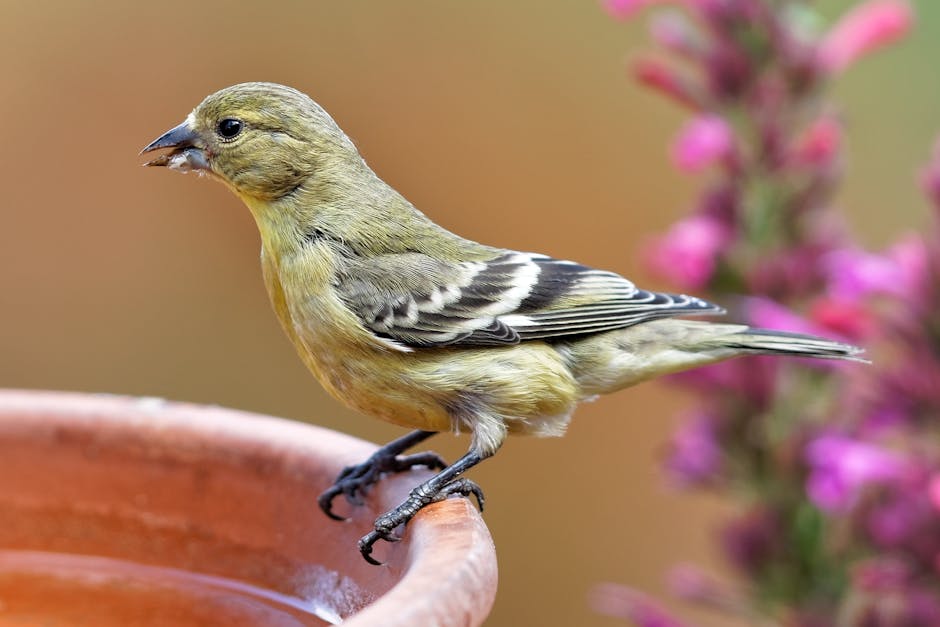A small yellow and brown bird perched on the rim of a terracotta birdbath with pink flowers in the blurred background.