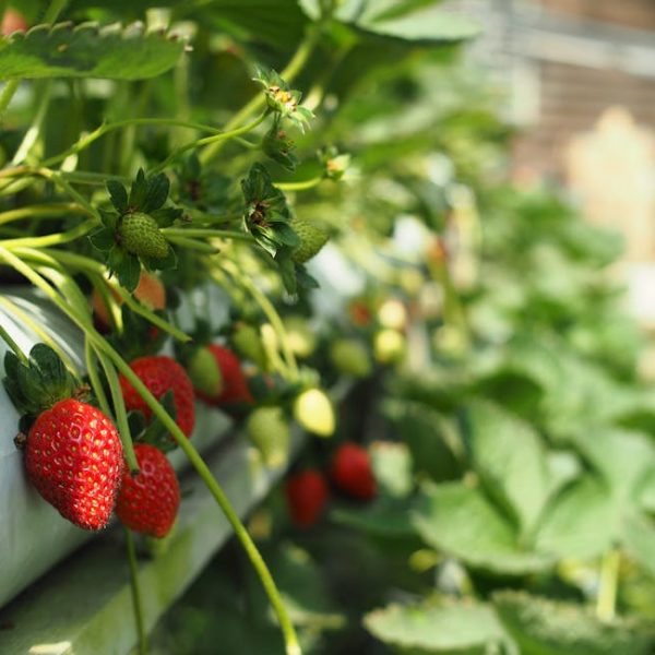 Ripe and unripe strawberries growing on plants in a garden or greenhouse, with green leaves and stems visible.