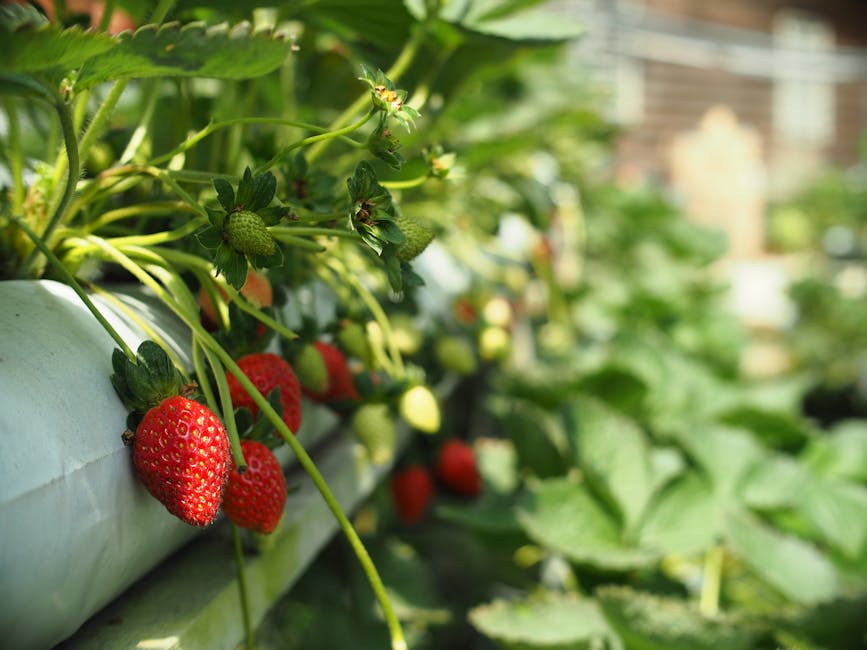 Ripe and unripe strawberries growing on plants in a garden or greenhouse, with green leaves and stems visible.
