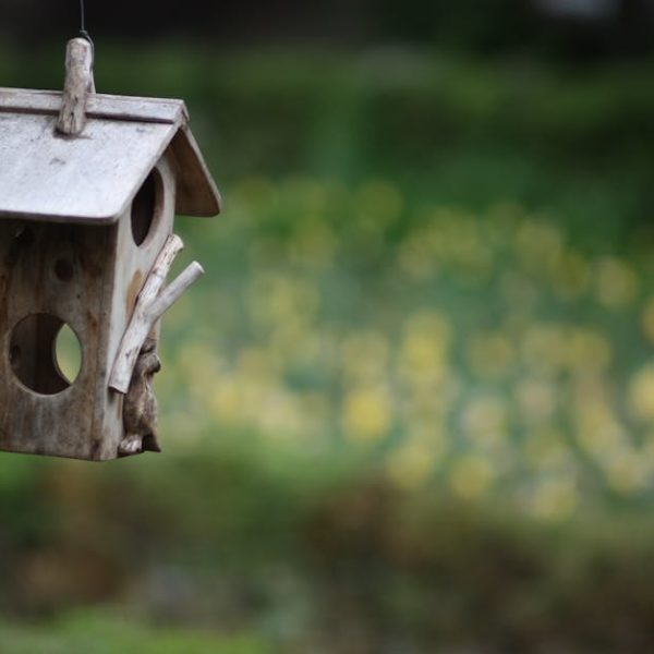 A rustic wooden birdhouse hangs in the foreground with a blurred green and yellow garden in the background.