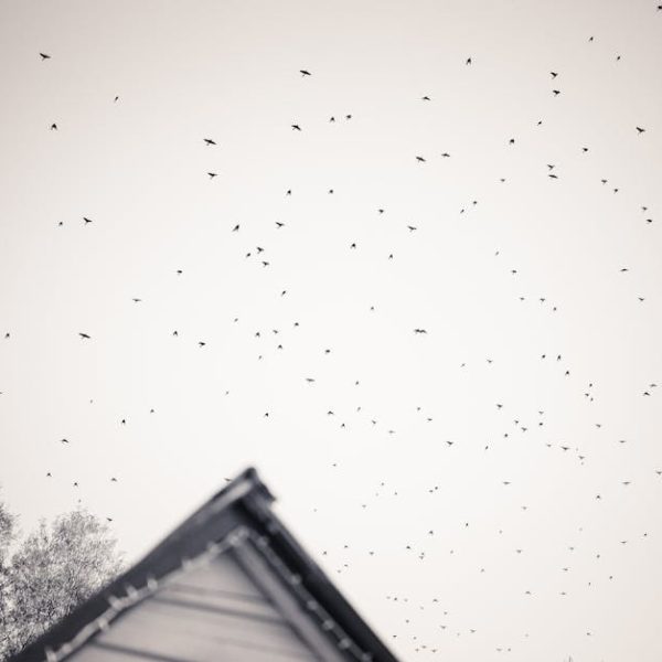 A large flock of birds flies across a pale sky above the corner of a building and a tree, shown in black and white.