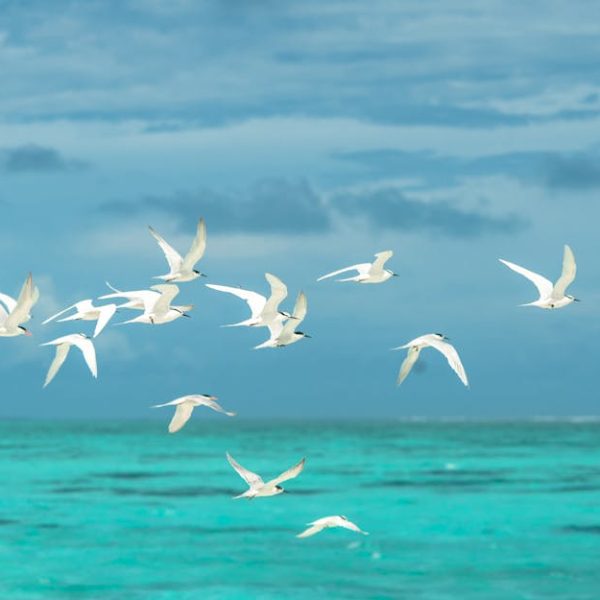 A flock of white seabirds flies over turquoise ocean water under a cloudy blue sky.