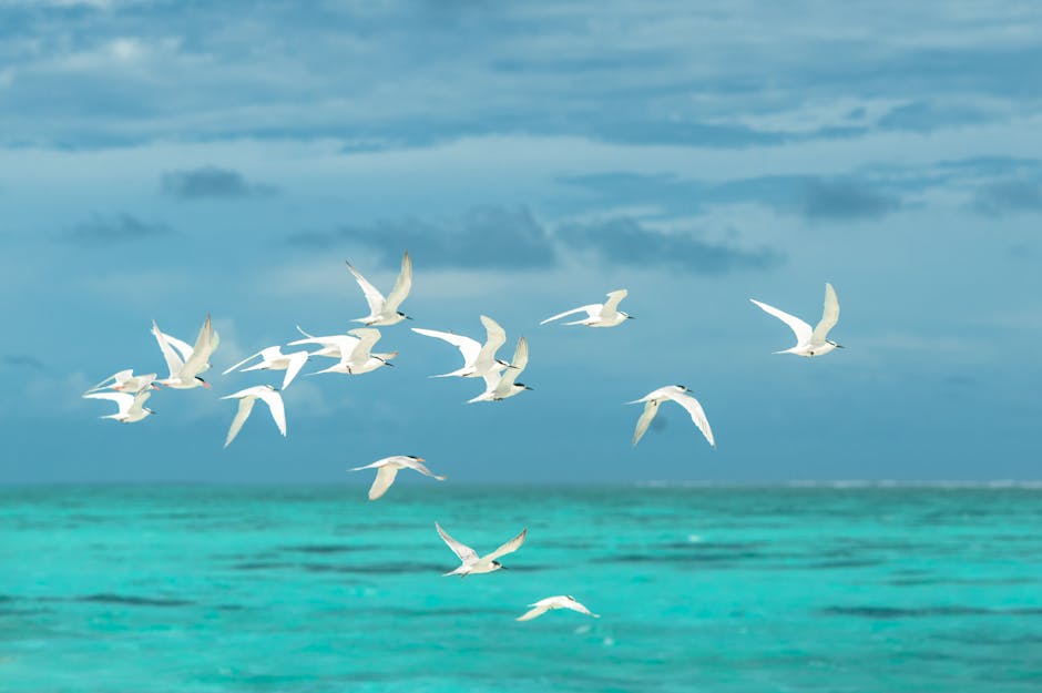 A flock of white seabirds flies over turquoise ocean water under a cloudy blue sky.