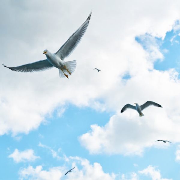 Seagulls flying in a blue sky with scattered clouds.