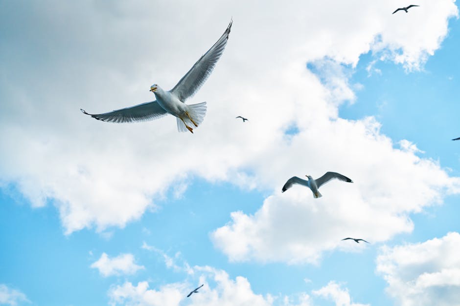 Seagulls flying in a blue sky with scattered clouds.