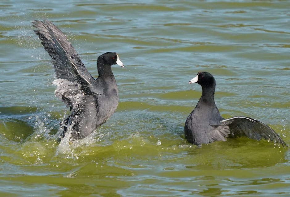 Two American coots interact on the water, one standing with wings spread and splashing, the other sitting with wings partially open.