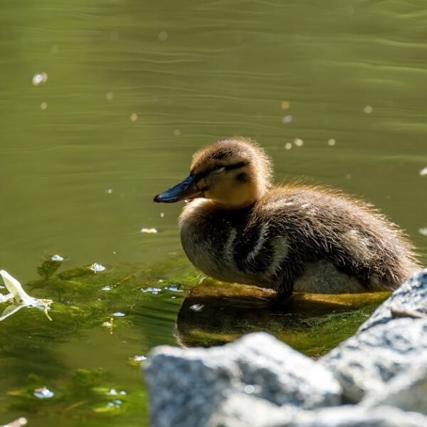 Understanding Baby Bird Sleep: Patterns and Behaviors Explained