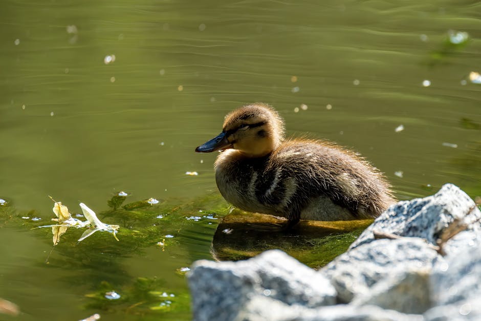 A duckling stands in shallow water near rocks with green algae and leaves floating nearby.