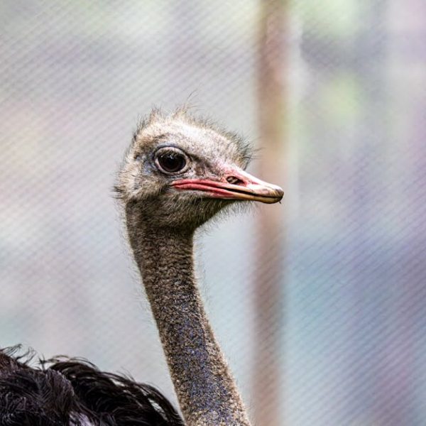 Close-up of an ostrich with its head and neck visible, looking slightly to the right against a blurred background.