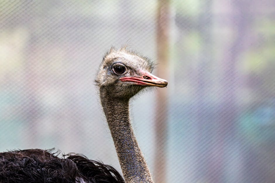 Close-up of an ostrich with its head and neck visible, looking slightly to the right against a blurred background.